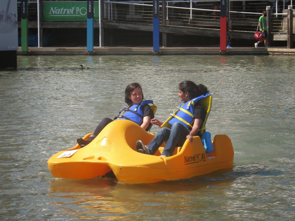Paddle, Paddle, Paddle Your Boat – If You Can – At Toronto’s Busy Harbourfront