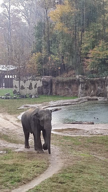Pandas: The Highlight Of The National Zoo